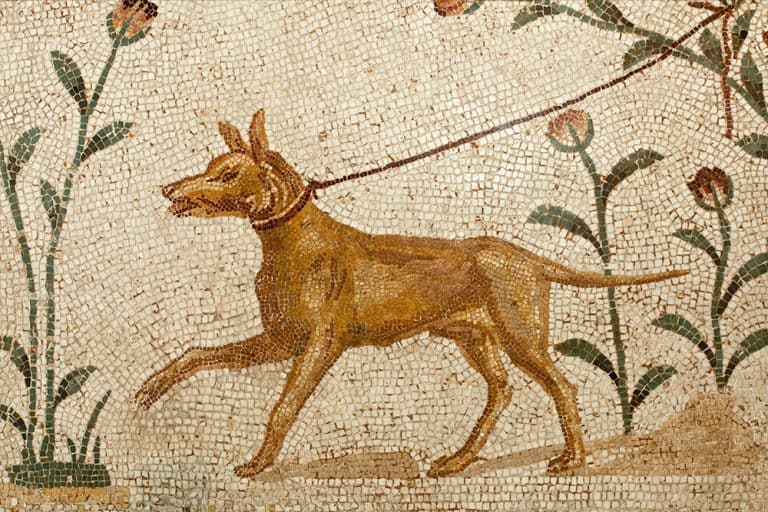 Ancient Roman Dog Names: What the Romans Called Their Pets